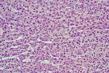 Biological materials supporting translational and life sciences research.