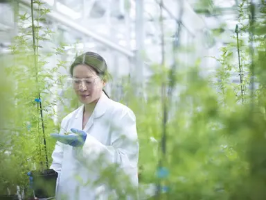 Researcher examining plants in a controlled greenhouse environment.