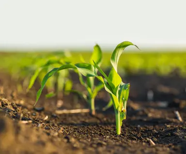 Young crop seedlings growing in a field, representing plant breeding, agrigenomics research and sequencing-based crop improvement applications.