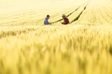 Growing Wheat