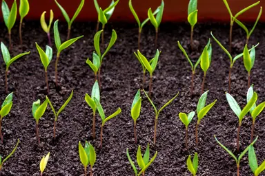 Plant seedlings representing genomic breeding and crop improvement research.