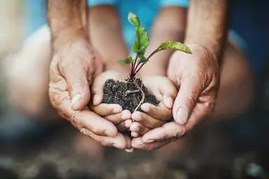 Young crop seedling held in hands with soil, representing crop health, disease monitoring and pathogen detection in agriculture.
