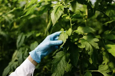 Supporting plant and animal breeding through advanced sequencing and genomic analysis.