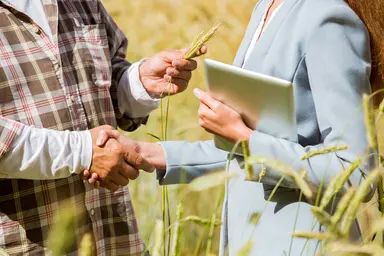 Two people examining grain crops and using a tablet in an agricultural field.