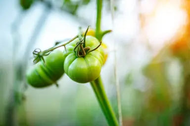 Tomato plants growing in a controlled agricultural environment, representing crop genotyping, trait selection and agricultural genomics applications.