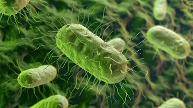 Illustration of E. coli bacterial cells representing competent cell technologies, genetic engineering, protein expression and molecular biology workflows.