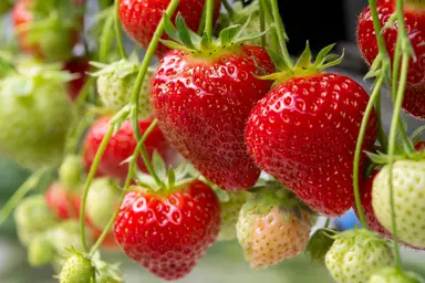 Strawberry crop breeding and agrigenomics research.