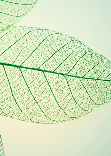 Supporting genetic analysis, breeding research and plant genomics studies.