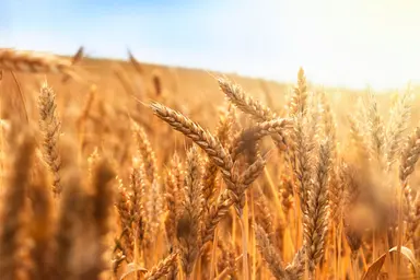 Wheat crop representing agrigenomics applications in breeding and genomic research.