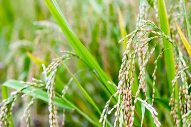 Rice plants growing in an agricultural field, illustrating genotyping applications for trait selection and breeding programmes.
