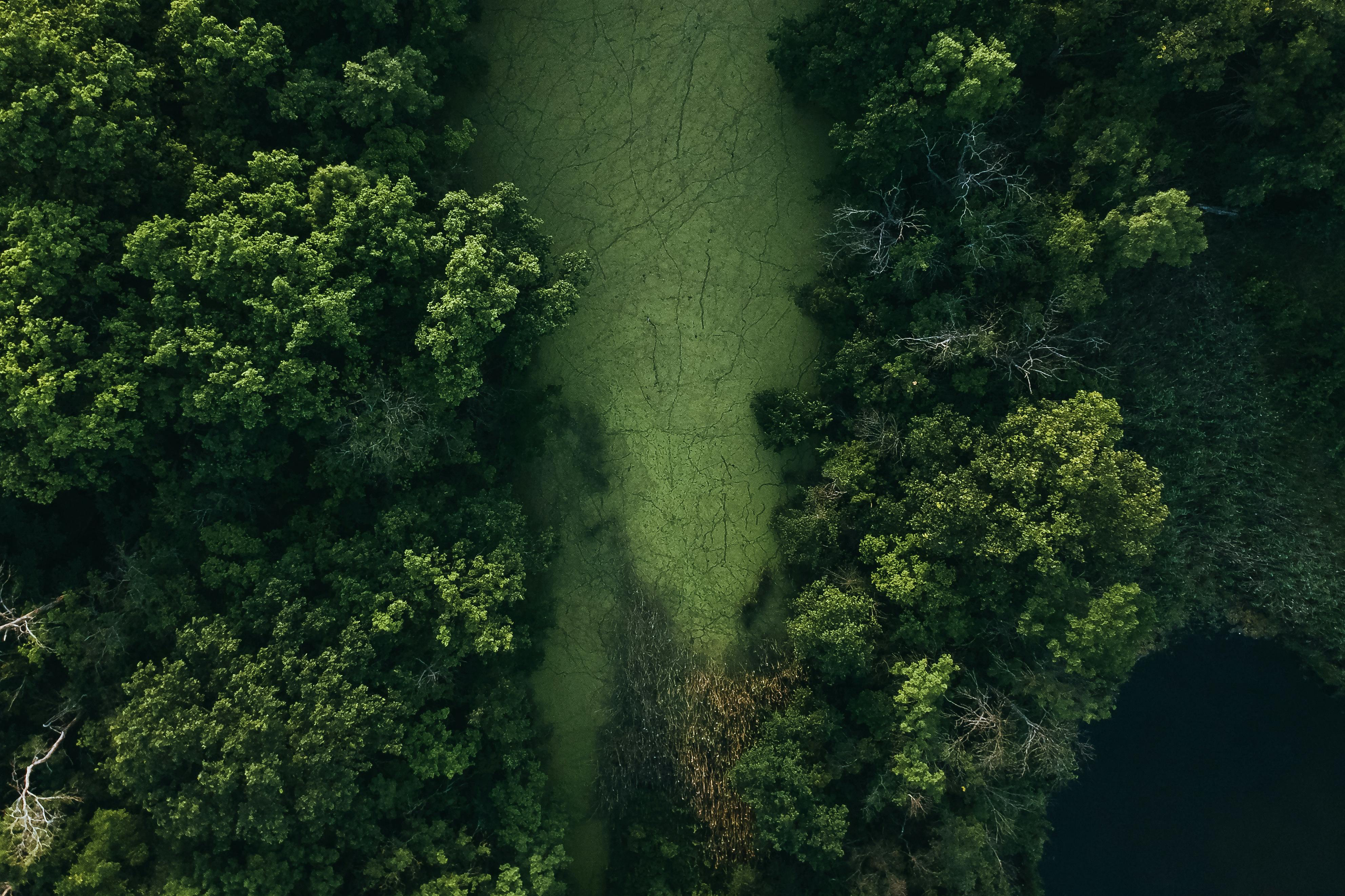 Forest monitoring