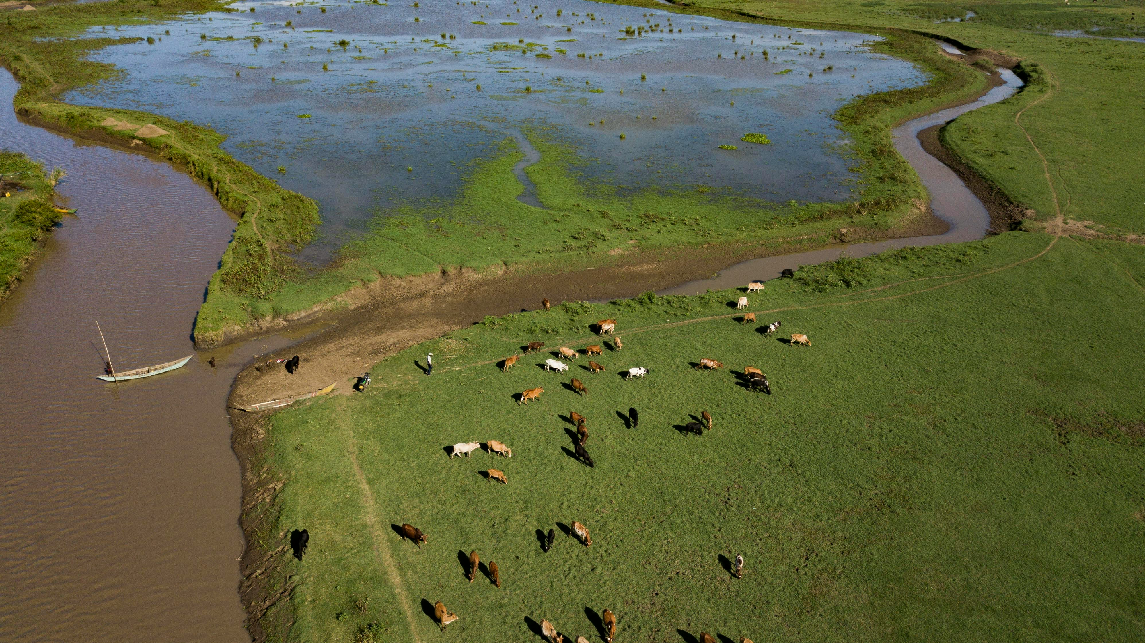 Cattle monitoring