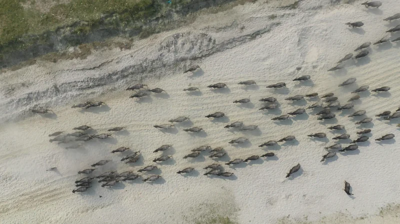 Drones for disaster response and relief operations | DeltaQuad Evo aerial view wildlife conservation