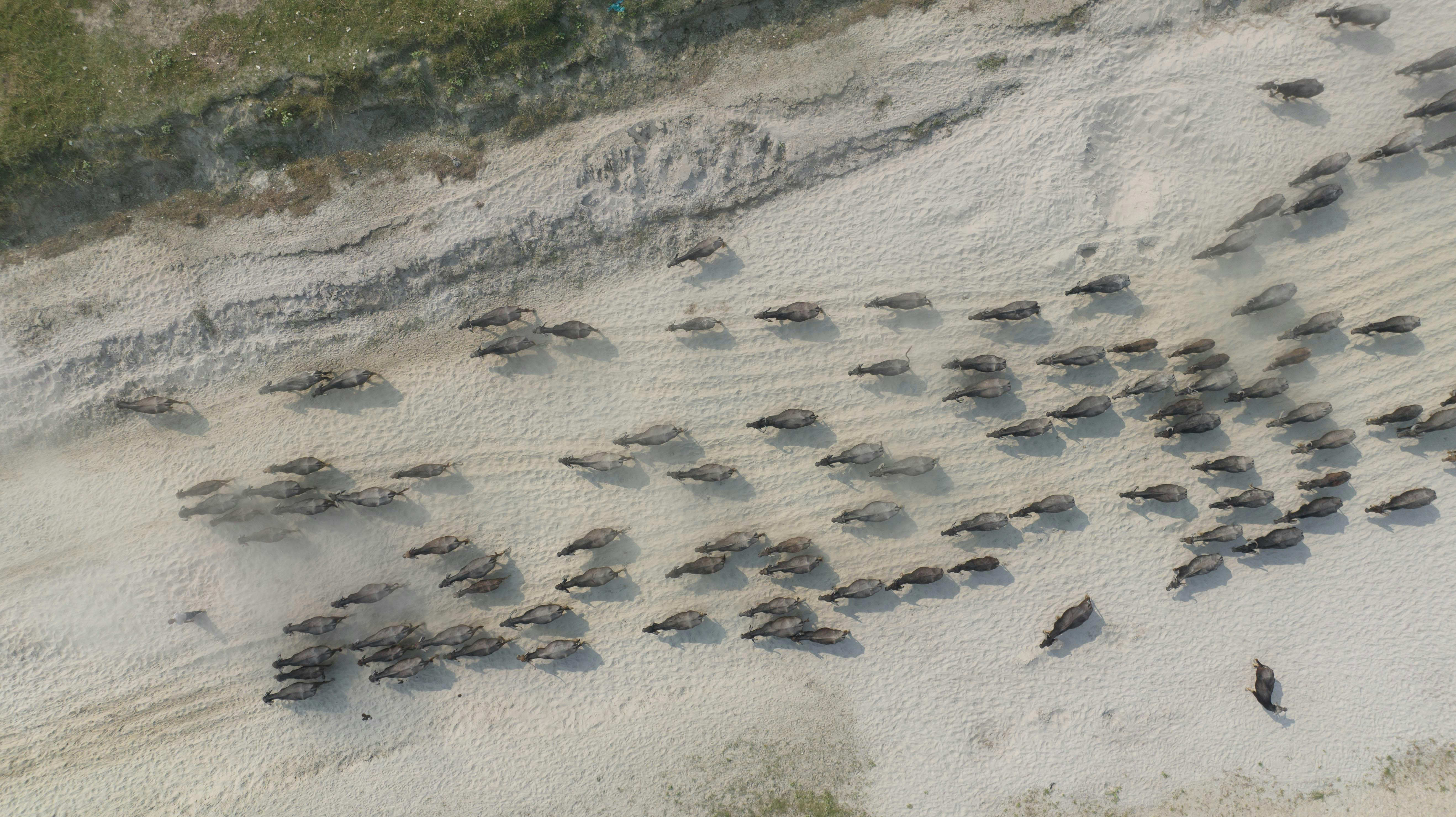 Wild animal conservation