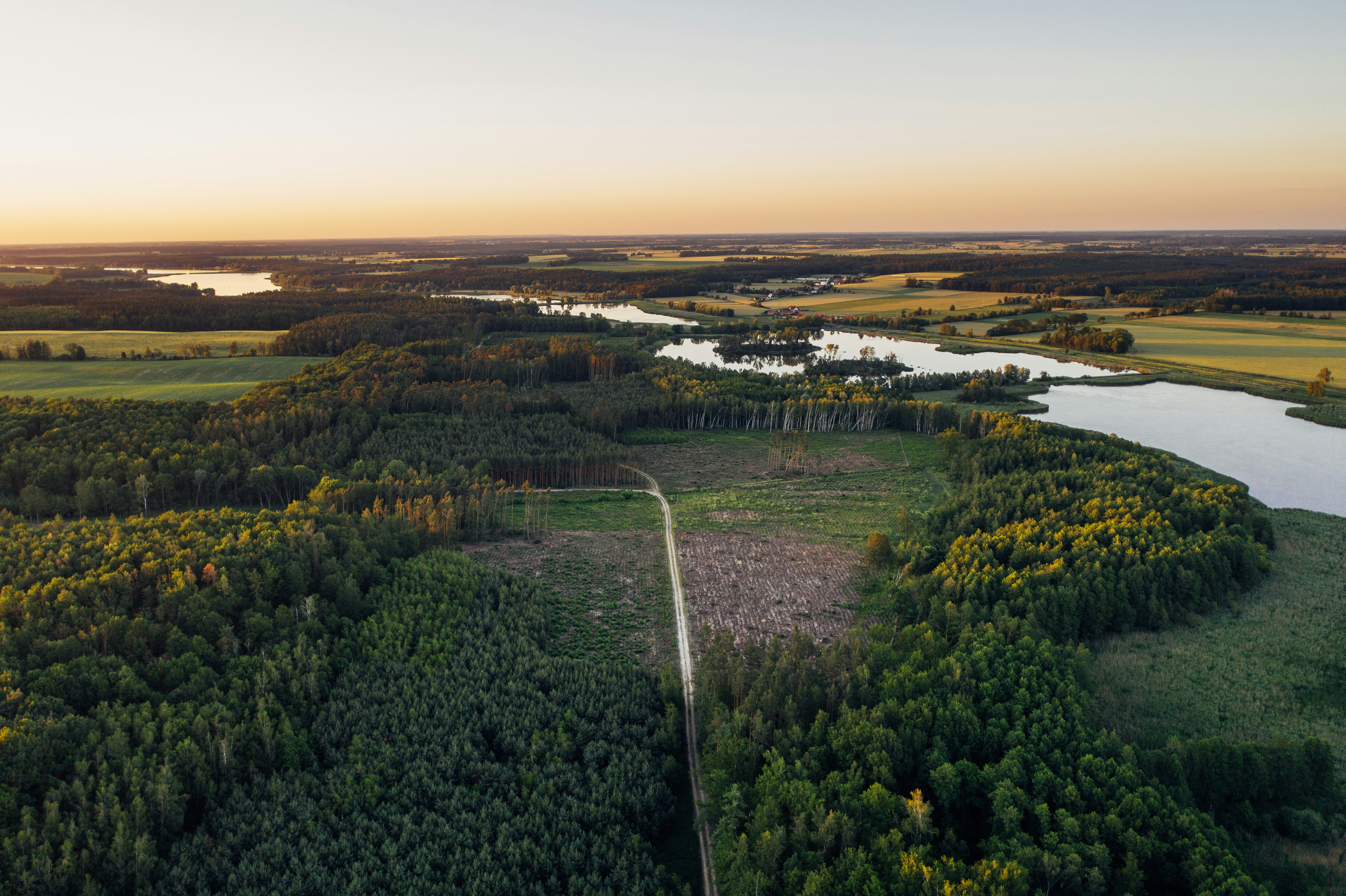 Forestry management