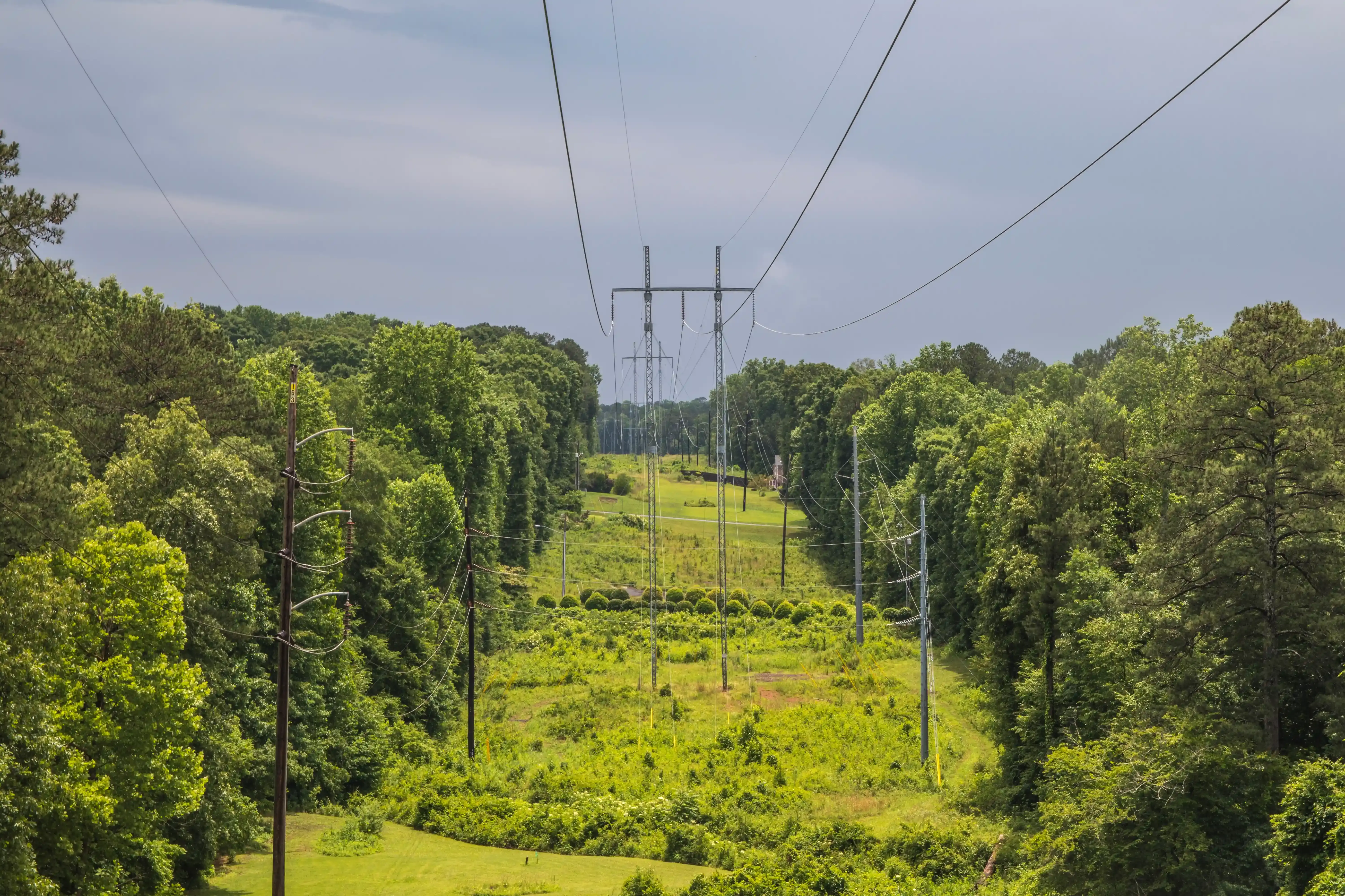 Vegetation management