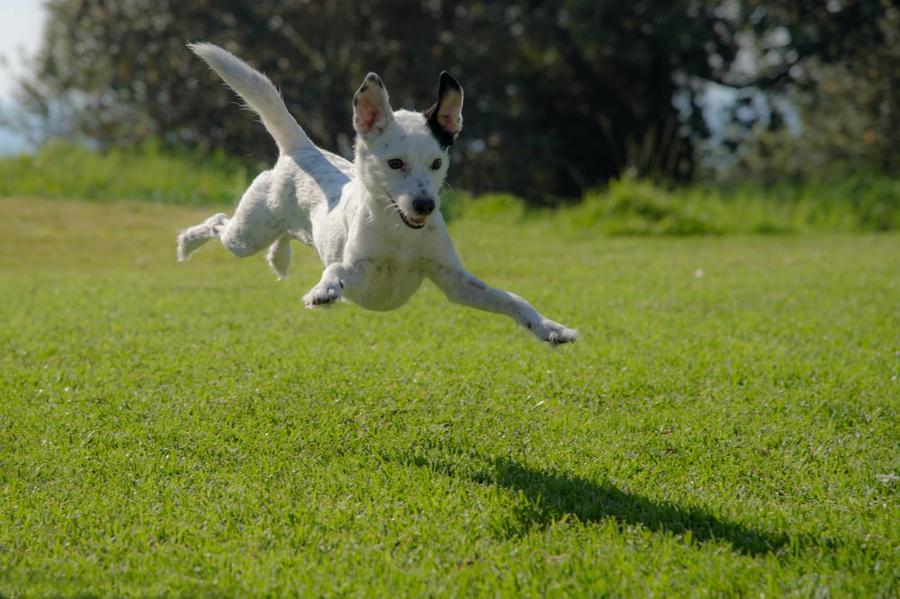 A white dog mid-jump over a green lawn.