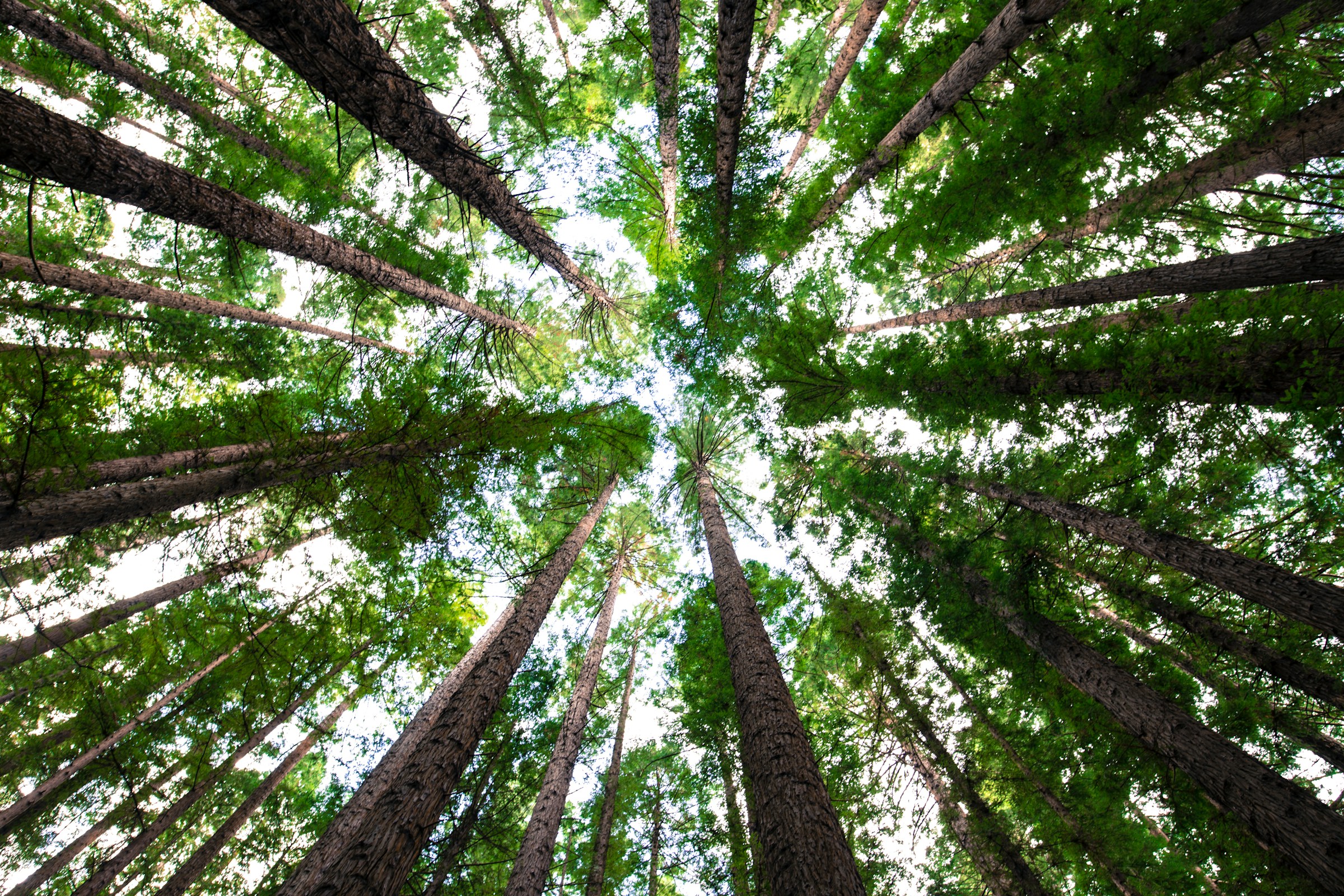 Looking upward at the soaring trunks of several tall trees.