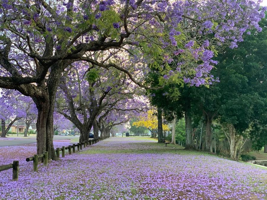 A walkway covered with the purple petals of a tree in bloom.