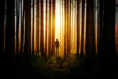 A shadowy figure stands among tall, thin trees backlit by a bright yellow light.
