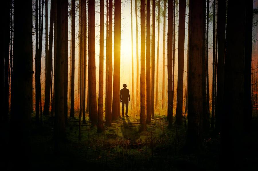 A shadowy figure stands among tall, thin trees backlit by a bright yellow light.