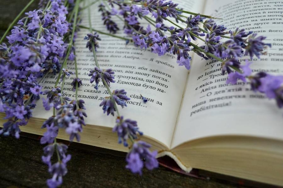 Lavender flowers on an open book.