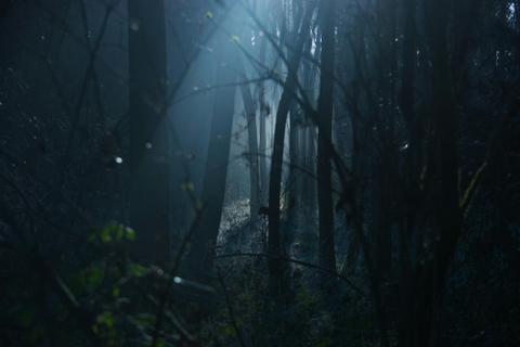 Eerie light shines through a dark forest.