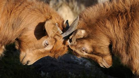 Two brown goats butting heads.