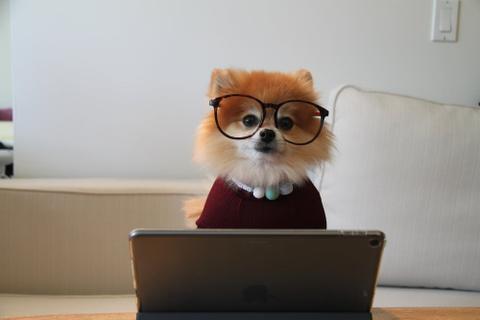 Small dog with glasses on sitting in front of a laptop.
