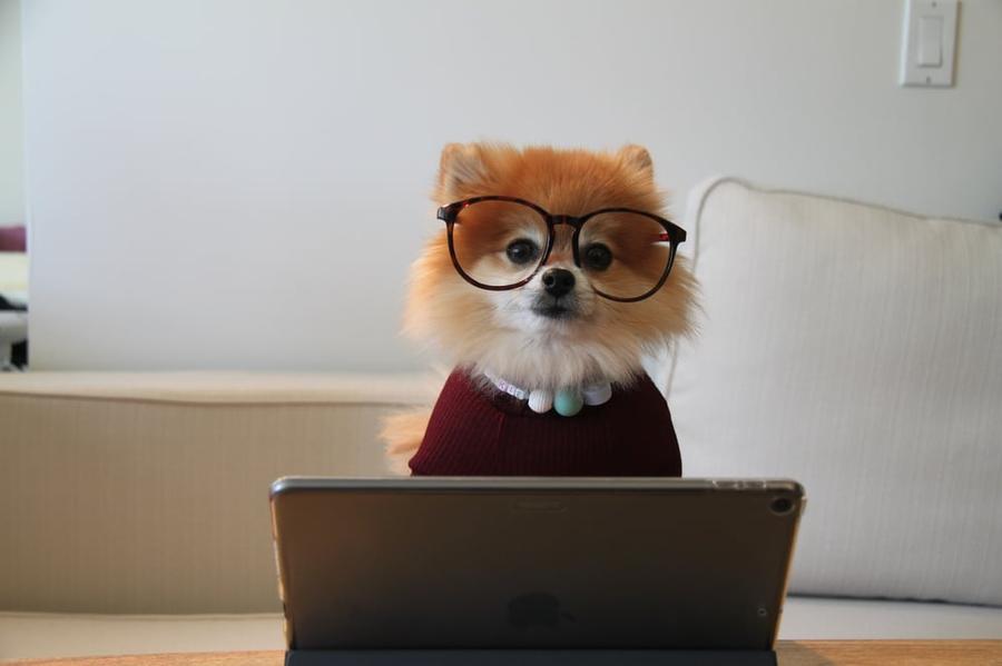 Small dog with glasses on sitting in front of a laptop.