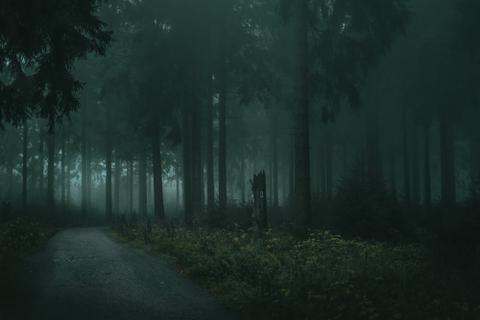 Path through a dark, misty forest.