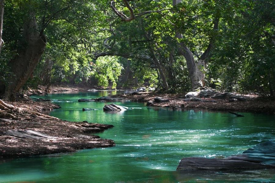 A turquoise river running between trees