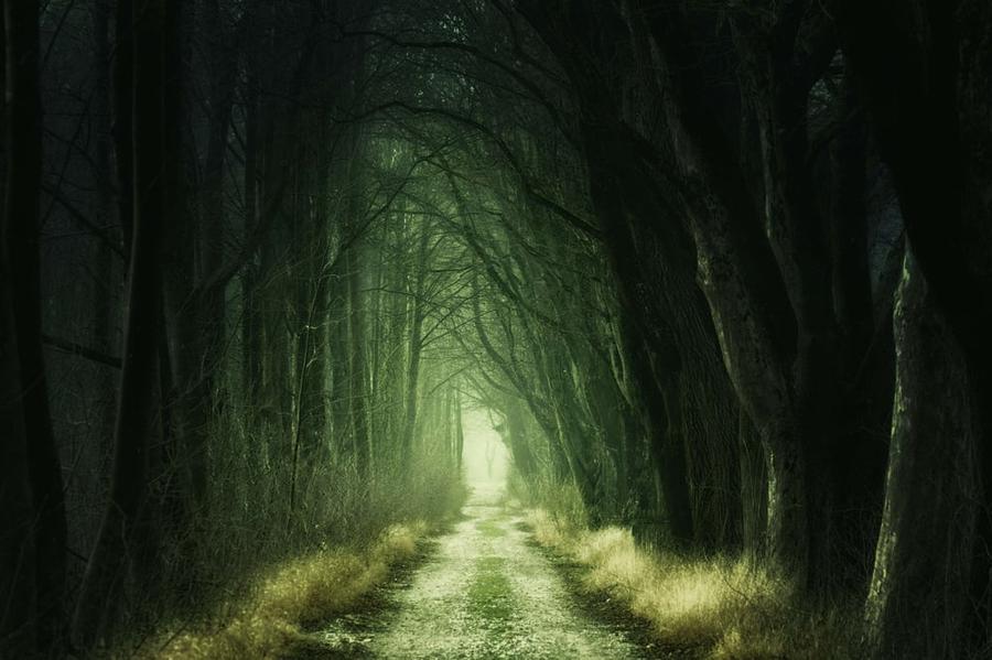 An eerie image of a path lined by dense trees, a greenish glow in the distance.