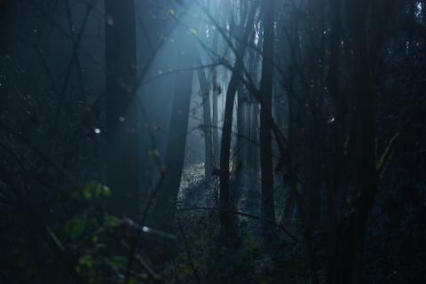 A dense, moonlit forest.