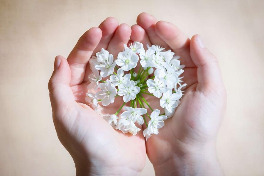 Two hands reach out, holding a cluster of white flowers.
