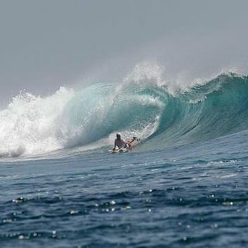 Surfie Bellyboards