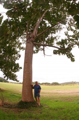 Karl Seahouse with a large plantation grown paulownia tree