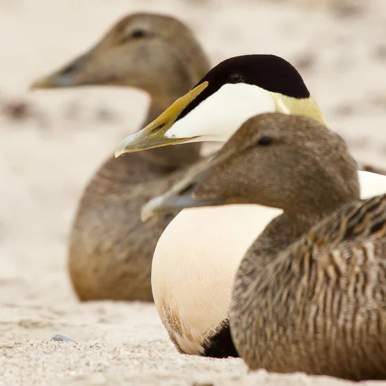 Canards eiders mâles et femelles