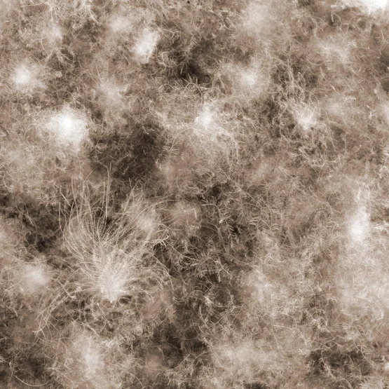 Gros plan sur le duvet d'eider