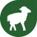 Hoogwaardige schapenvachten