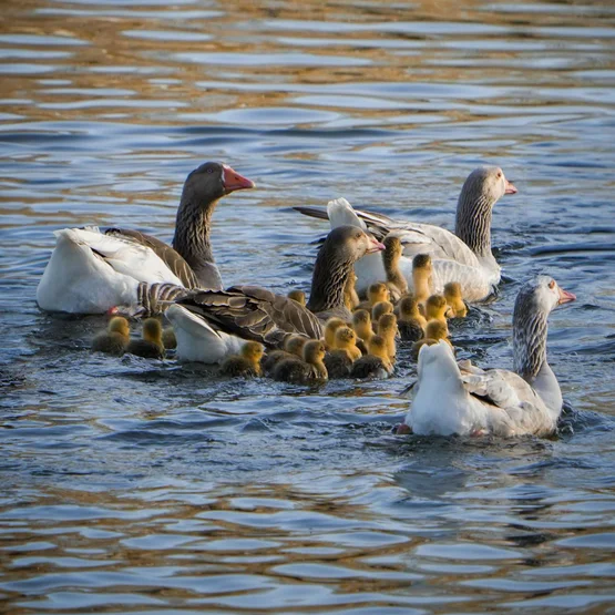 Ganzenfamilie in het water
