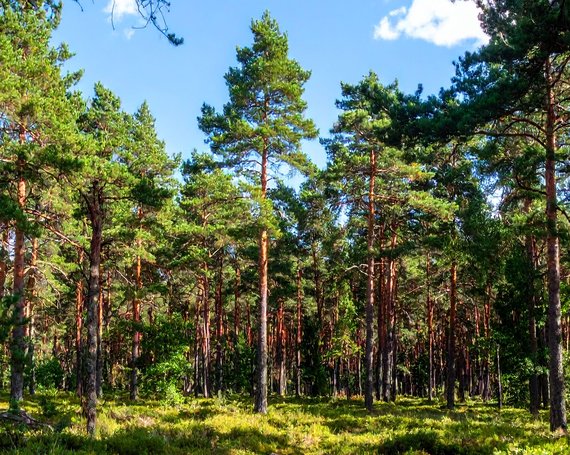 Tropische Hölzer - nicht bei allnatura!