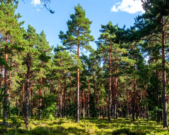 Ein Kiefernwald