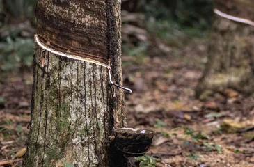 allnatura presenteert: natuurlatex uit bosbouw