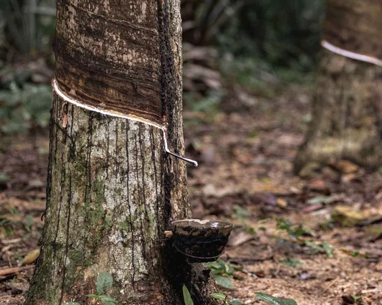 Production équitable chez allnatura