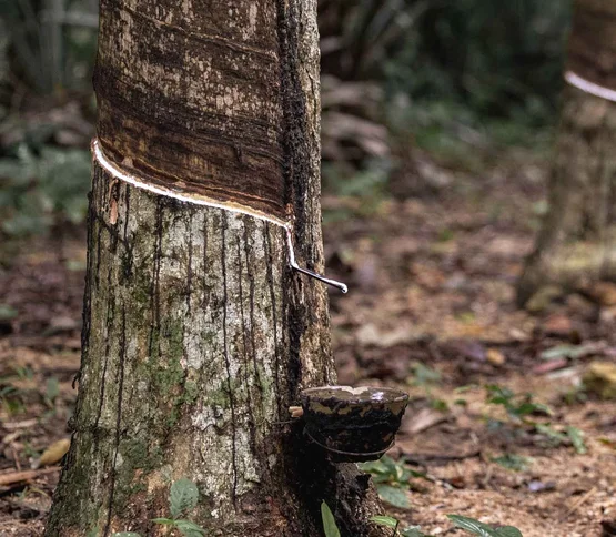 Production équitable chez allnatura