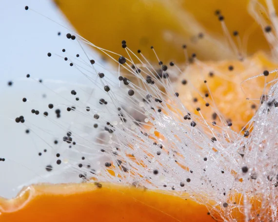 Schimmel im Schlafzimmer - ein ernstzunehmendes Gesundheitsrisiko