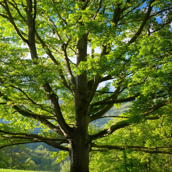 Odeur des meubles neufs en bois massif