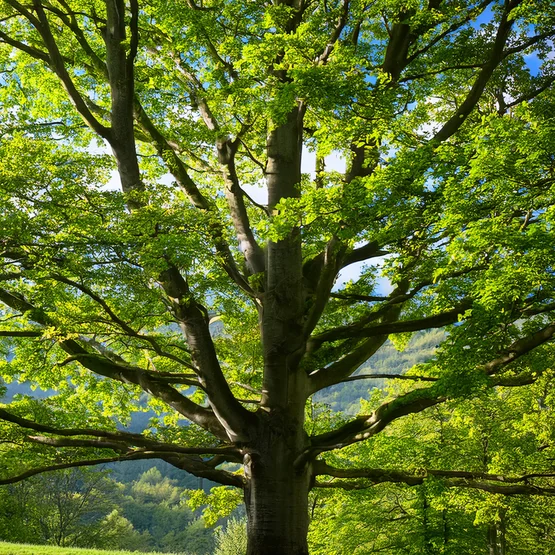 Geruch bei neuen Massivholzmöbeln