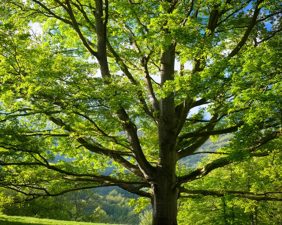 Een beukenboom